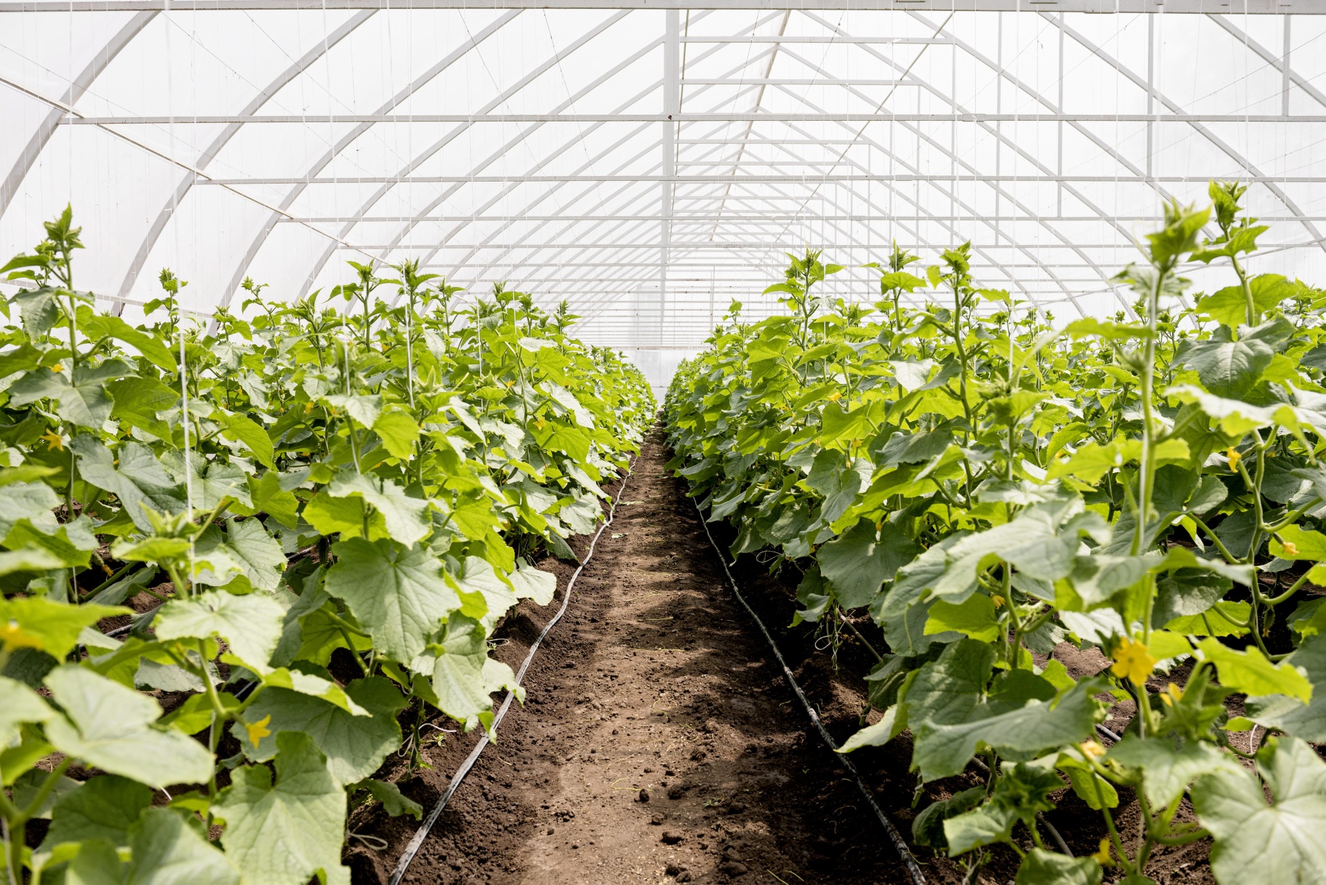 long-shot-of-greenhouse-plant-rows.jpg