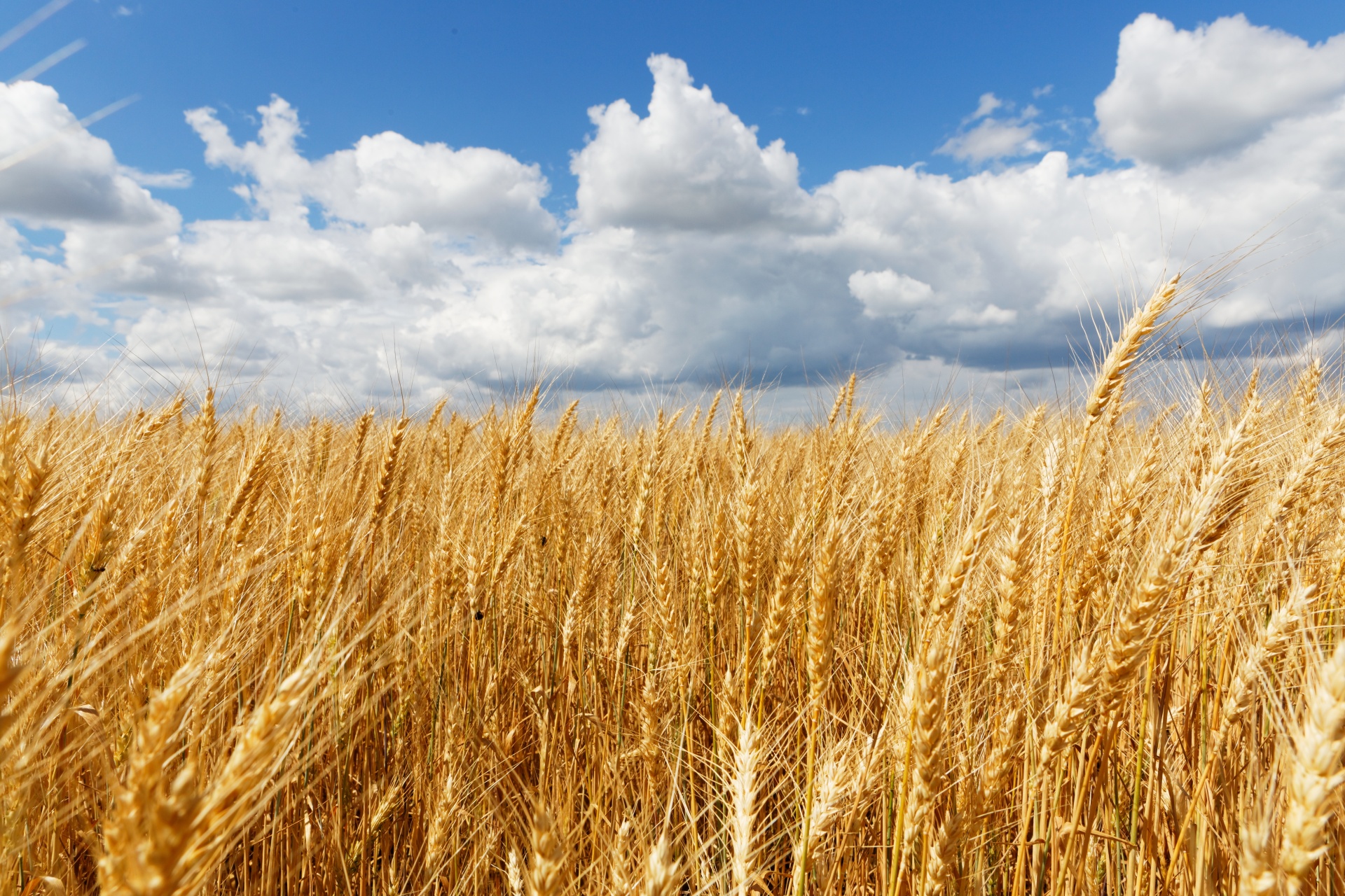 beautiful-shot-of-a-whet-field-with-a-cloudy-sky.jpg beautiful-shot-of-a-whet-field-with-a-cloudy-sky.jpg
