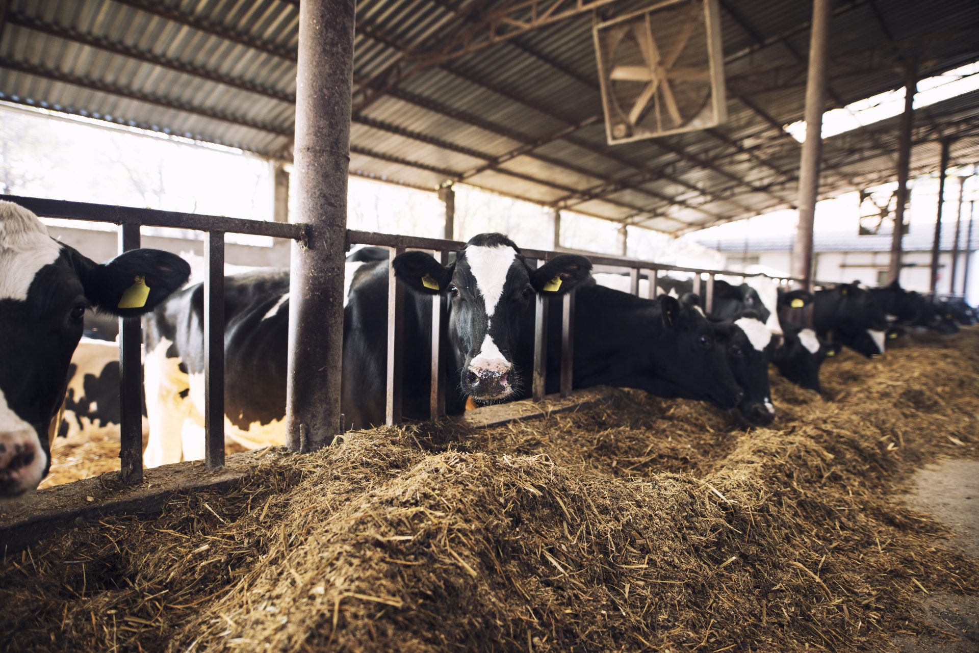 funny-curious-cow-looking-at-the-camera-while-other-cows-eating-hay-in-background-at-cattle-farm.jpg funny-curious-cow-looking-at-the-camera-while-other-cows-eating-hay-in-background-at-cattle-farm.jpg